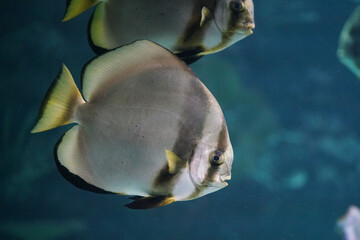 Fish in aquarium.