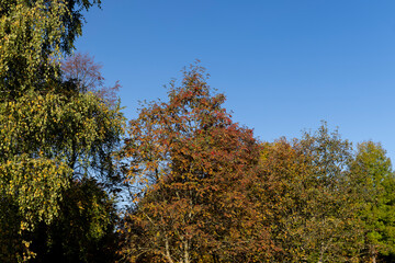 Fototapeta premium Autumn park with trees during leaf fall