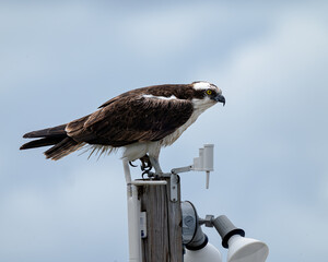 Osprey in Pine Knoll Shores, NC