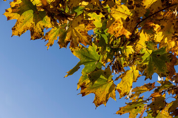 Autumn park with trees during leaf fall