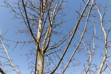 maple tree in sunny weather in early spring