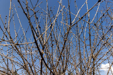 catalpa bignoniform tree in sunny weather in early spring