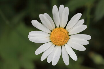 Fototapeta premium Shasta daisy against a blurred green background
