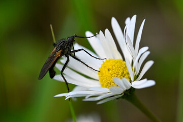 Gewürfelte Tanzfliege // Hanging fly  (Empis tessellata) - Pinios-Delta, Greece