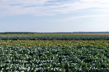 Fototapeta na wymiar Agricultural field where cabbage is grown in cabbages