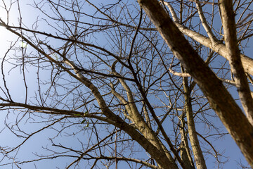 deciduous trees in sunny weather in early spring