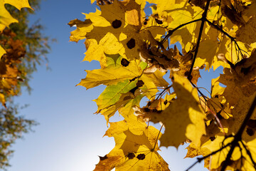 Autumn park with trees during leaf fall