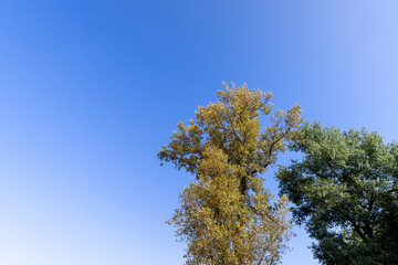 Obraz premium mixed forest with trees of different species in the summer season