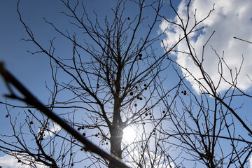 sycamore tree in sunny weather in early spring