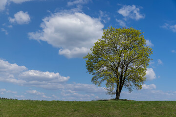 old tall maple in early spring without green foliage