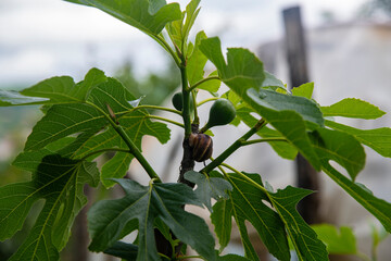 Fig tree and snail on it