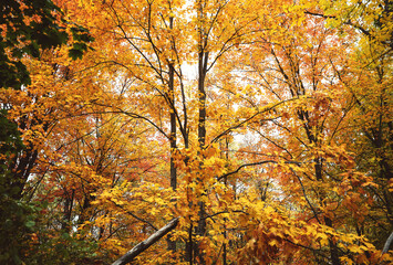 Bright yellow tree during fall