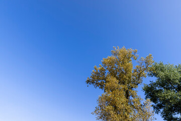 mixed forest with trees of different species in the summer season
