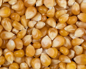 dry corn for cooking and popcorn