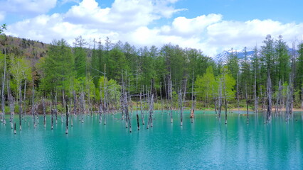 美瑛町白金青い池1