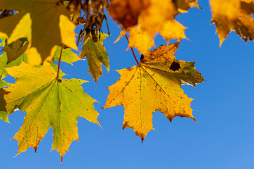 Yellowing maple foliage in the autumn season