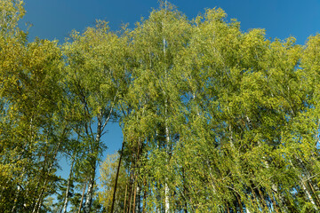sunny autumn weather in a birch forest with a blue sky