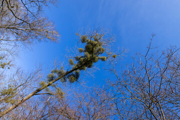 Trees covered with the mistletoe parasite in early spring