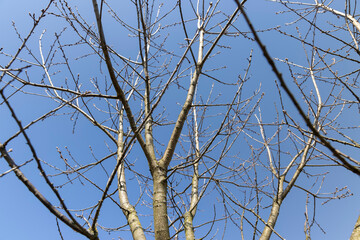 red oak tree in sunny weather in early spring