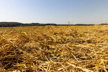 A field with cereals in the summer