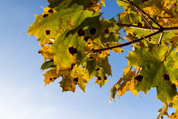 Autumn nature with trees during the fall of colorful foliage