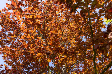 a red beech tree in the spring season, a beautiful red beech