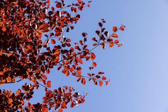 a red beech tree in the spring season, a beautiful red beech