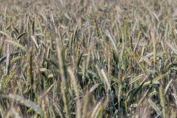 An agricultural field where ripening cereal wheat grows