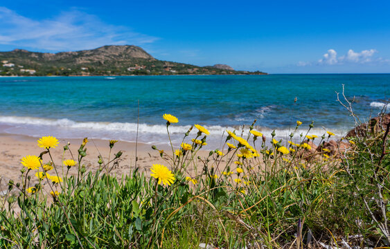 Indiviueller Urlaub auf Sardinien, Italien: Die schhöne Bucht und Strand Porto Istana im Osten der Insel: türkisblaues Wasser, Felsen und eine Küstenwanderung mit schönen Blumen