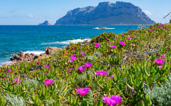 Indiviueller Urlaub auf Sardinien, Italien: Die schhöne Bucht und Strand Porto Istana im Osten der Insel: türkisblaues Wasser, Felsen und eine Küstenwanderung mit schönen Blumen