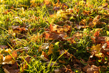 Maple tree foliage in autumn
