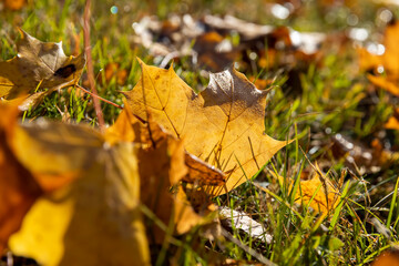 Maple tree foliage in autumn