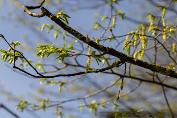 long hornbeam flowers in the spring season