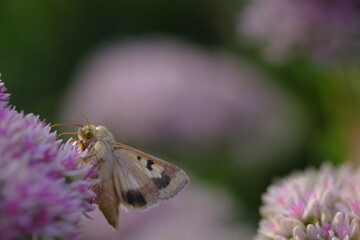 Butterfly and a clover flower in the shade.