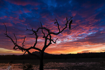 In Yala National Park, located in Sri Lanka, the evening sunset paints a breathtaking scene that captivates visitors with its natural beauty. 