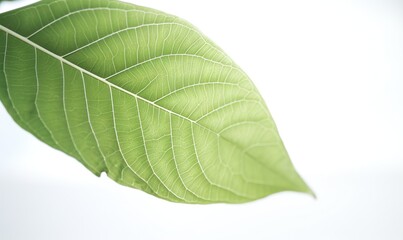  a large green leaf is hanging from a tree branch in the air with a white sky in the back ground and a light blue sky in the background.  generative ai