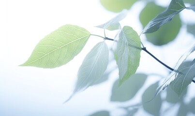 Naklejka premium a branch with green leaves on it against a blue sky with light coming through the leaves and the branches of the tree in the foreground. generative ai