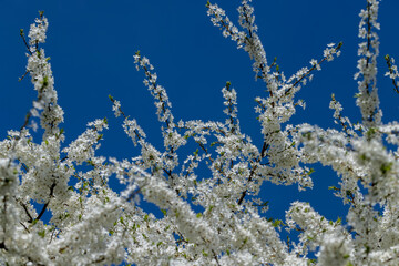Fototapeta na wymiar white cherry blossoms in the spring season, beautiful cherry