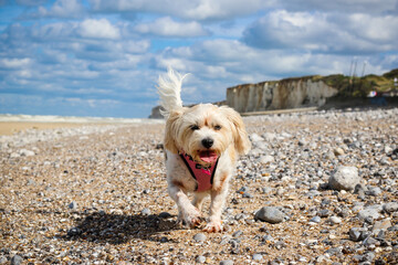 Petit chien maltais sur la plage et falaise française