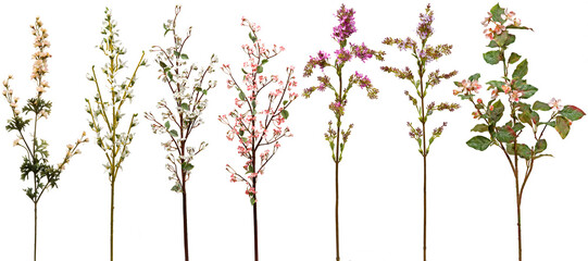 set of flowers on transparent background © Anthony