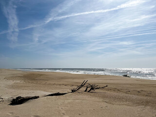 Calm beach and a driftwood