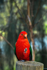 Male Australian King-Parrots eating on a dead tree