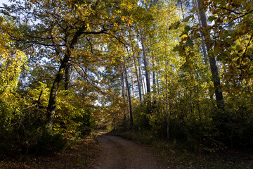 A road for cars in an autumn forest with trees