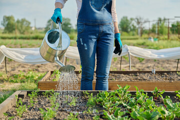 Woman watering vegetable garden with wooden beds with young vegetables
