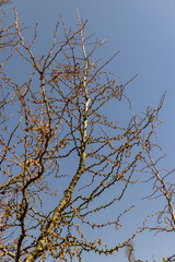larch tree in sunny weather in early spring