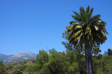 Fototapeta na wymiar Landscape with palm tree and Santa Ynez Mountains ridge in the backgrolund