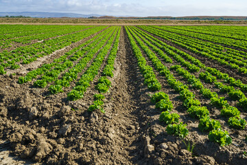 Agricultural field of green lettuce plants. Young lettuce plants are growing in row, California
