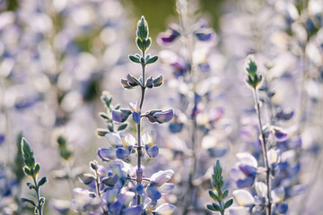 Silver Lupine (Lupinus argenteus) close-up. Beautiful wildflowers at sunset with green blurred...