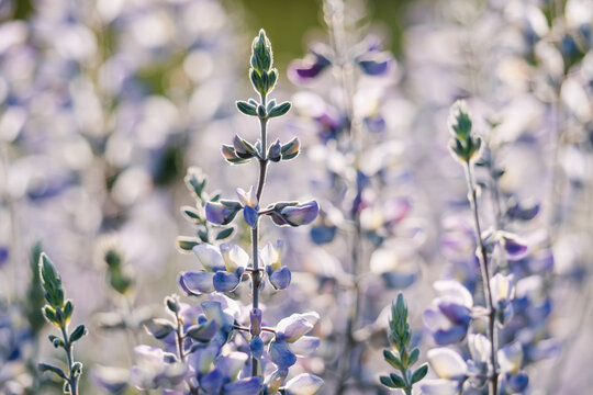 Silver Lupine (Lupinus argenteus) close-up. Beautiful wildflowers at sunset with green blurred background