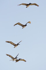 Flock of brown pelicans flying in a formation, and clear blue sky in the background, copy space